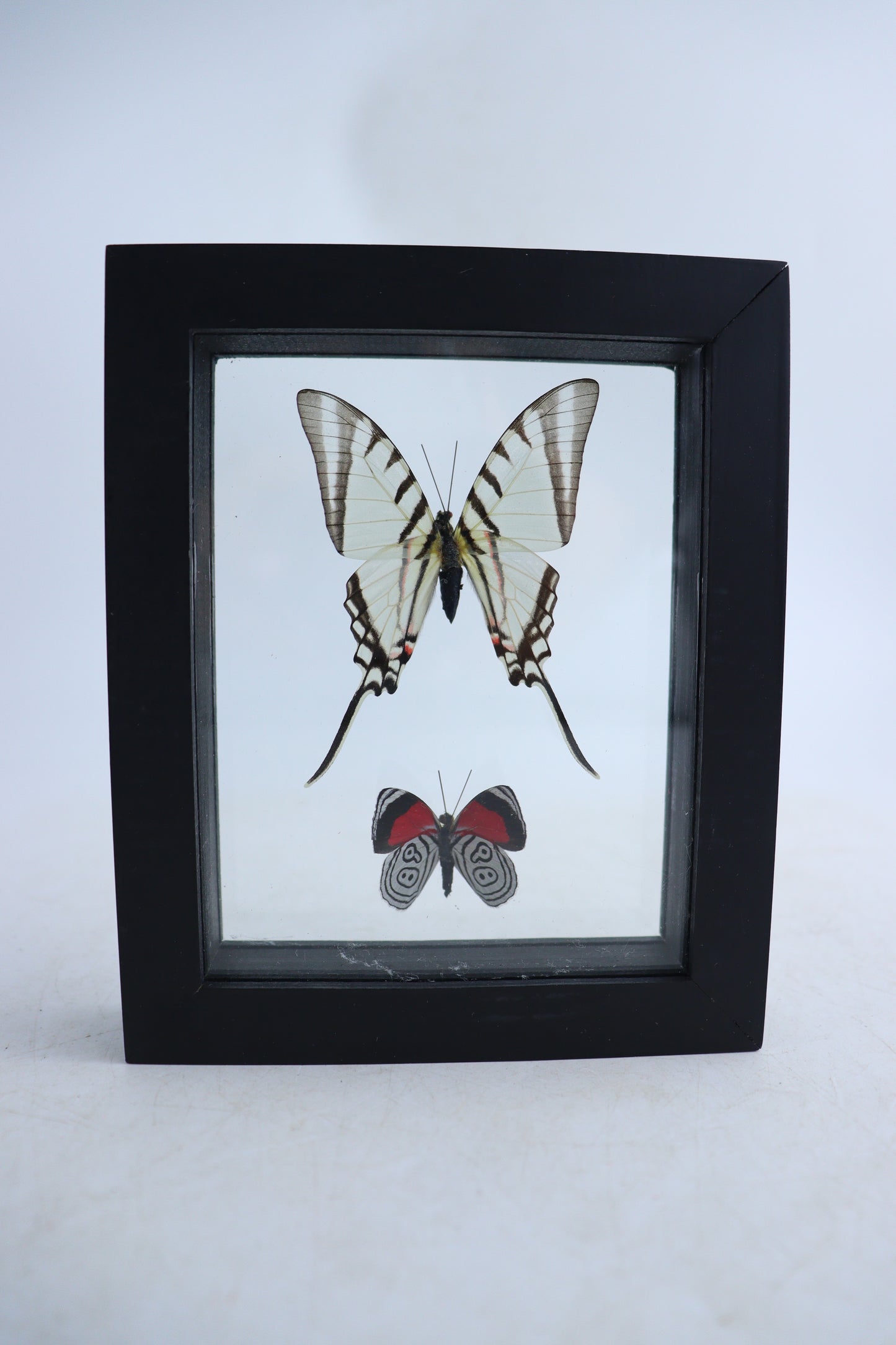 Mixed Butterfly Set of 5