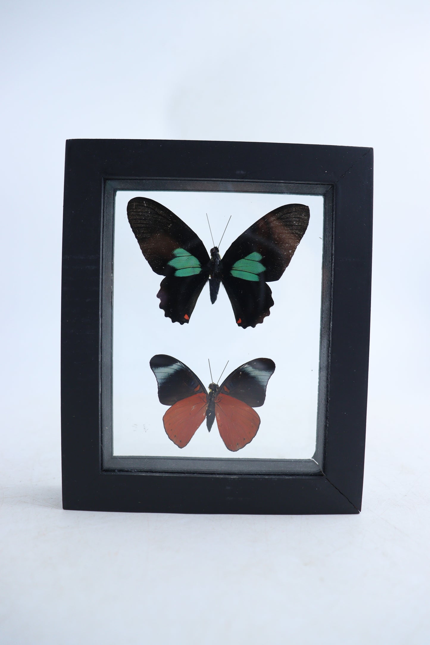 Mixed Butterfly Set of 5