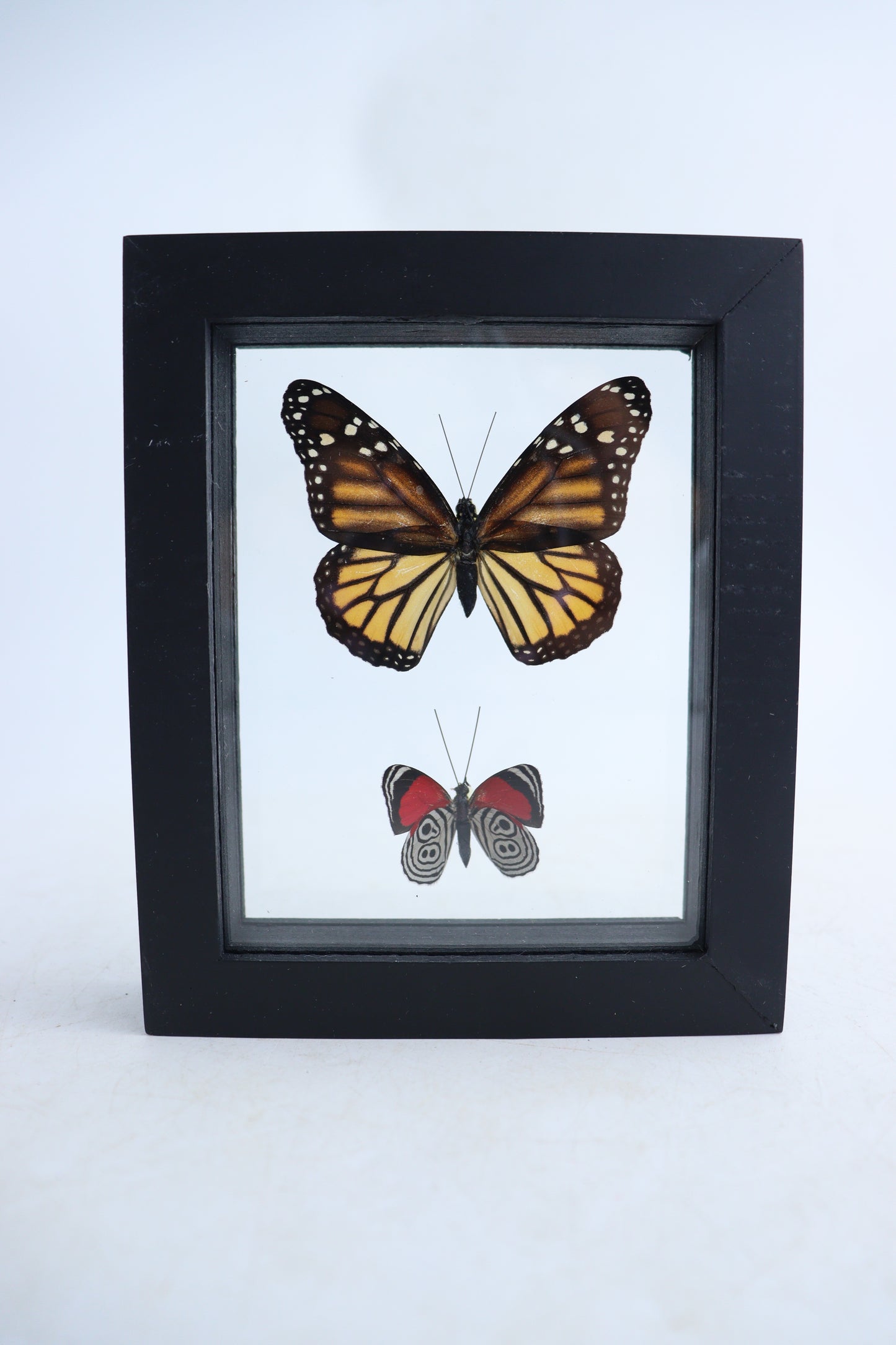 Mixed Butterfly Set of 5