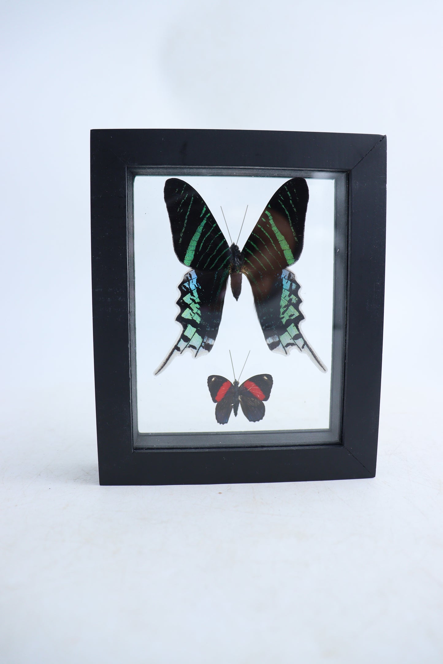 Mixed Butterfly Set of 5