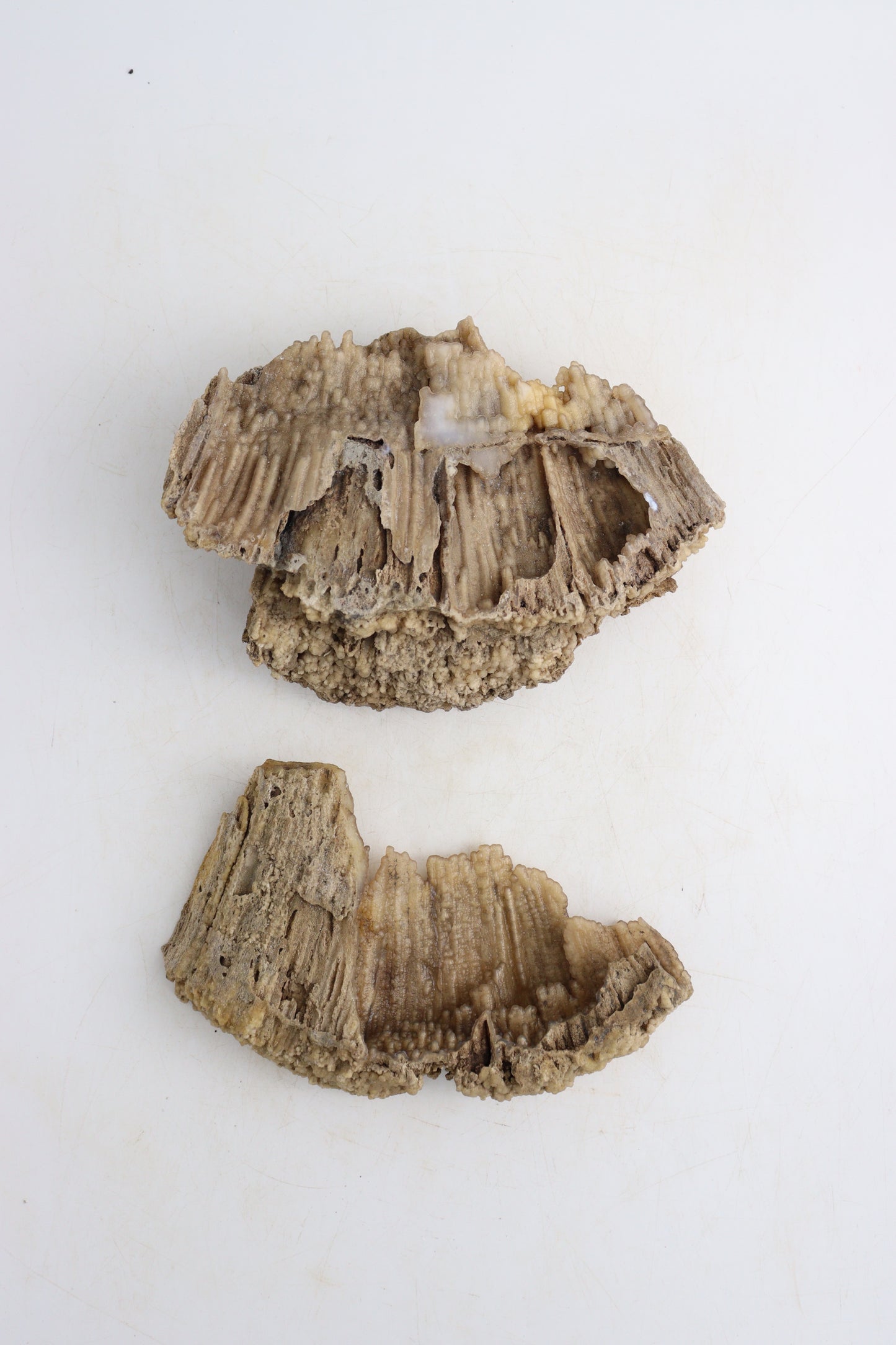 Coral With Agate Flat - Expert Supplier of Wholesale Crystals & Bulk Gemstones
