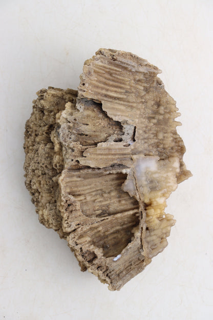 Coral With Agate Flat - Expert Supplier of Wholesale Crystals & Bulk Gemstones