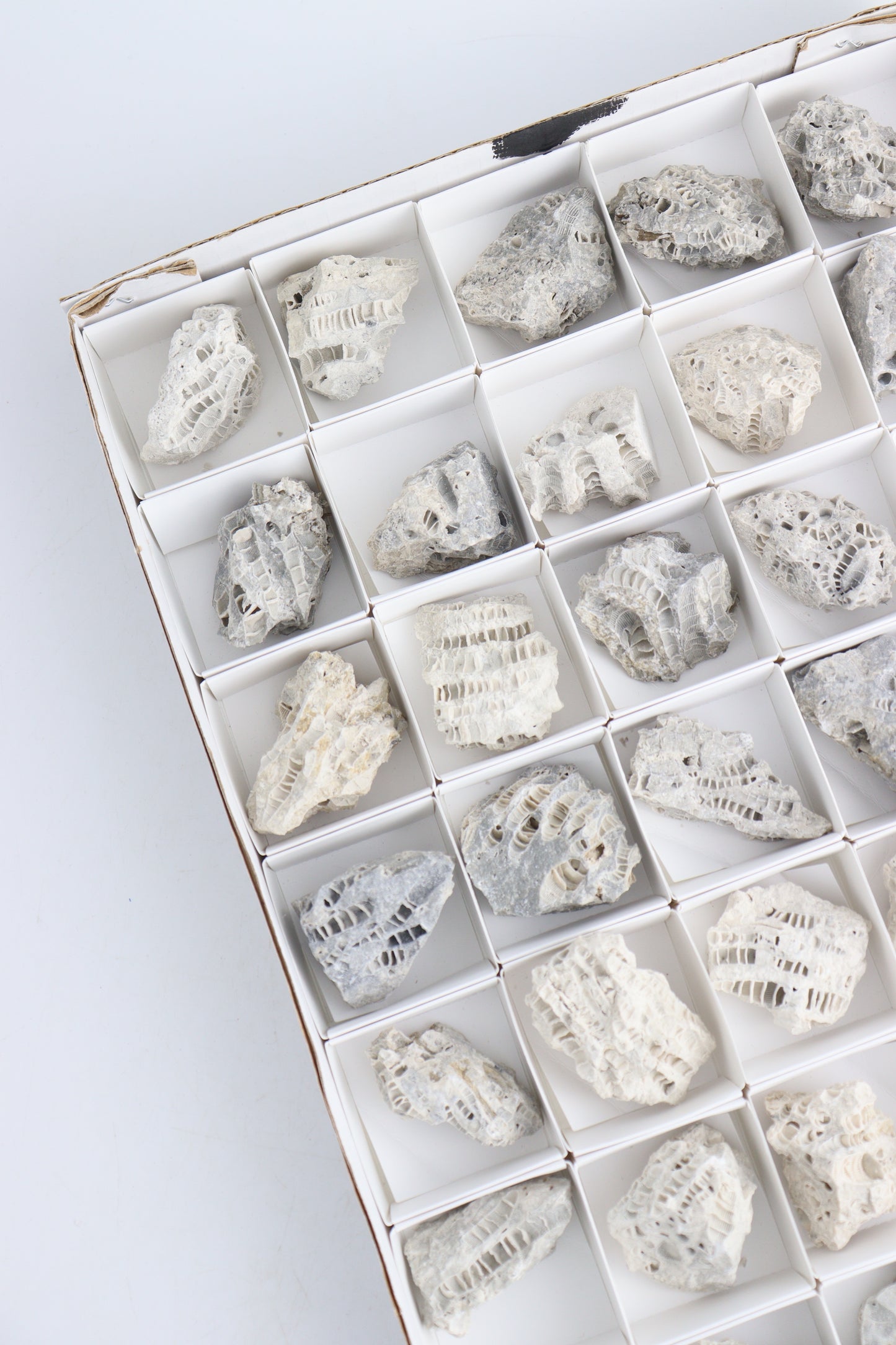 Fossil Coral Flat - Expert Wholesale and Supplier of Wholesale Crystals & Bulk Gemstones, ["Flats","fossil coral","Ohio"]