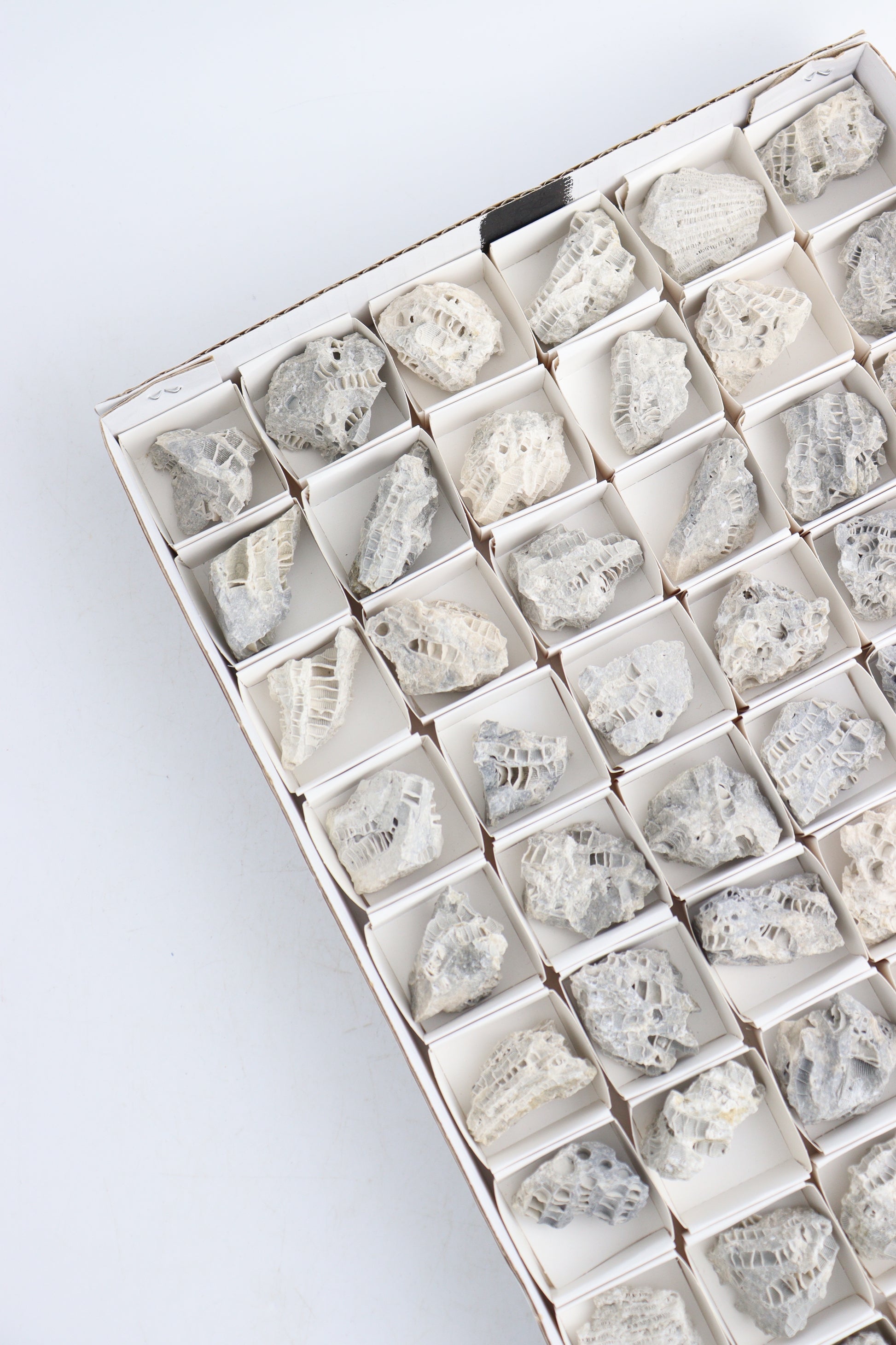 Fossil Coral Flat - Expert Wholesale and Supplier of Wholesale Crystals & Bulk Gemstones, ["Flats","fossil coral","Ohio"]