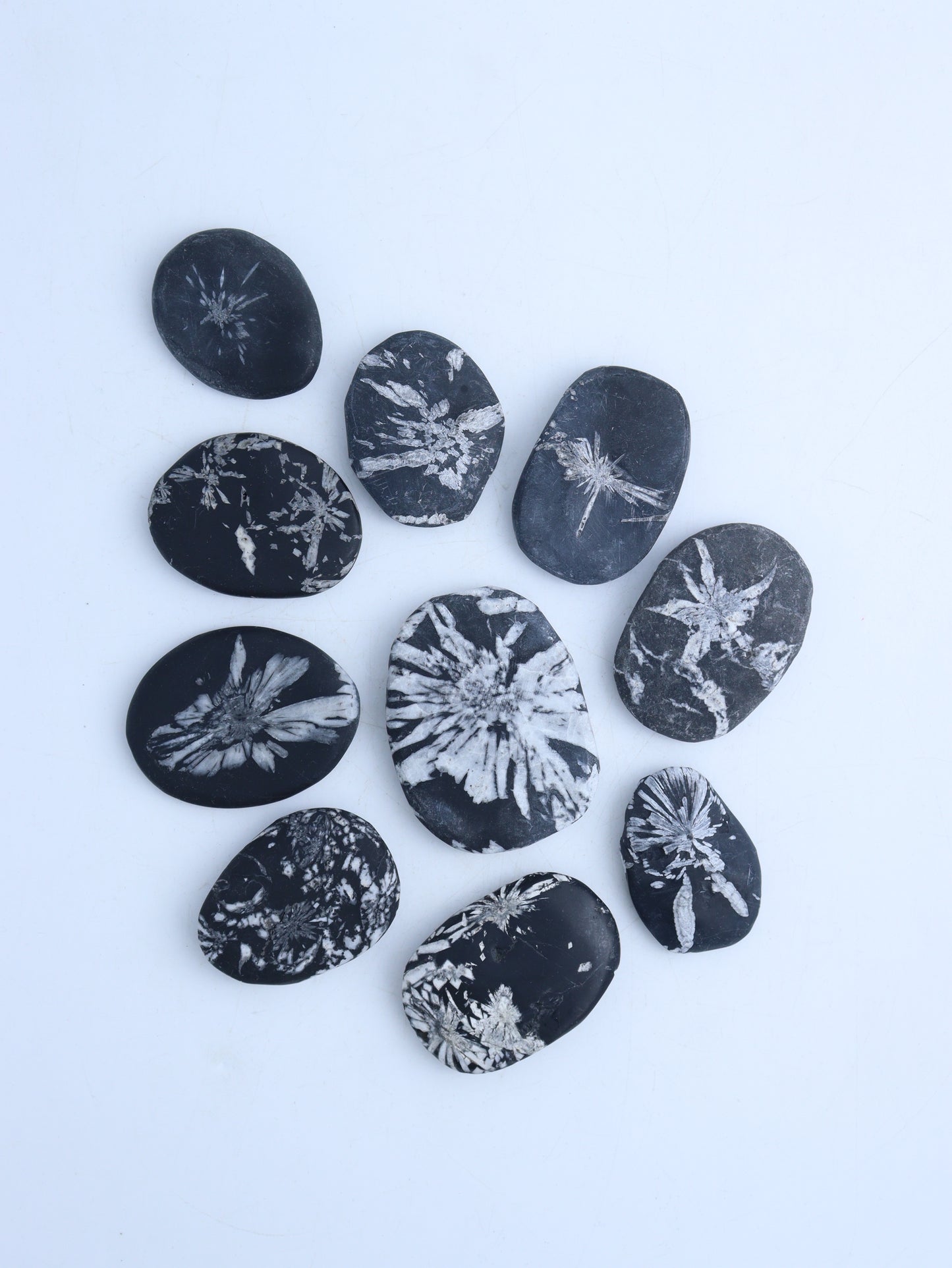 Chrysanthemum Stone Palm Stones - Expert Wholesale and Supplier of Wholesale Crystals & Bulk Gemstones, ["Fossil","Palm Stones"]
