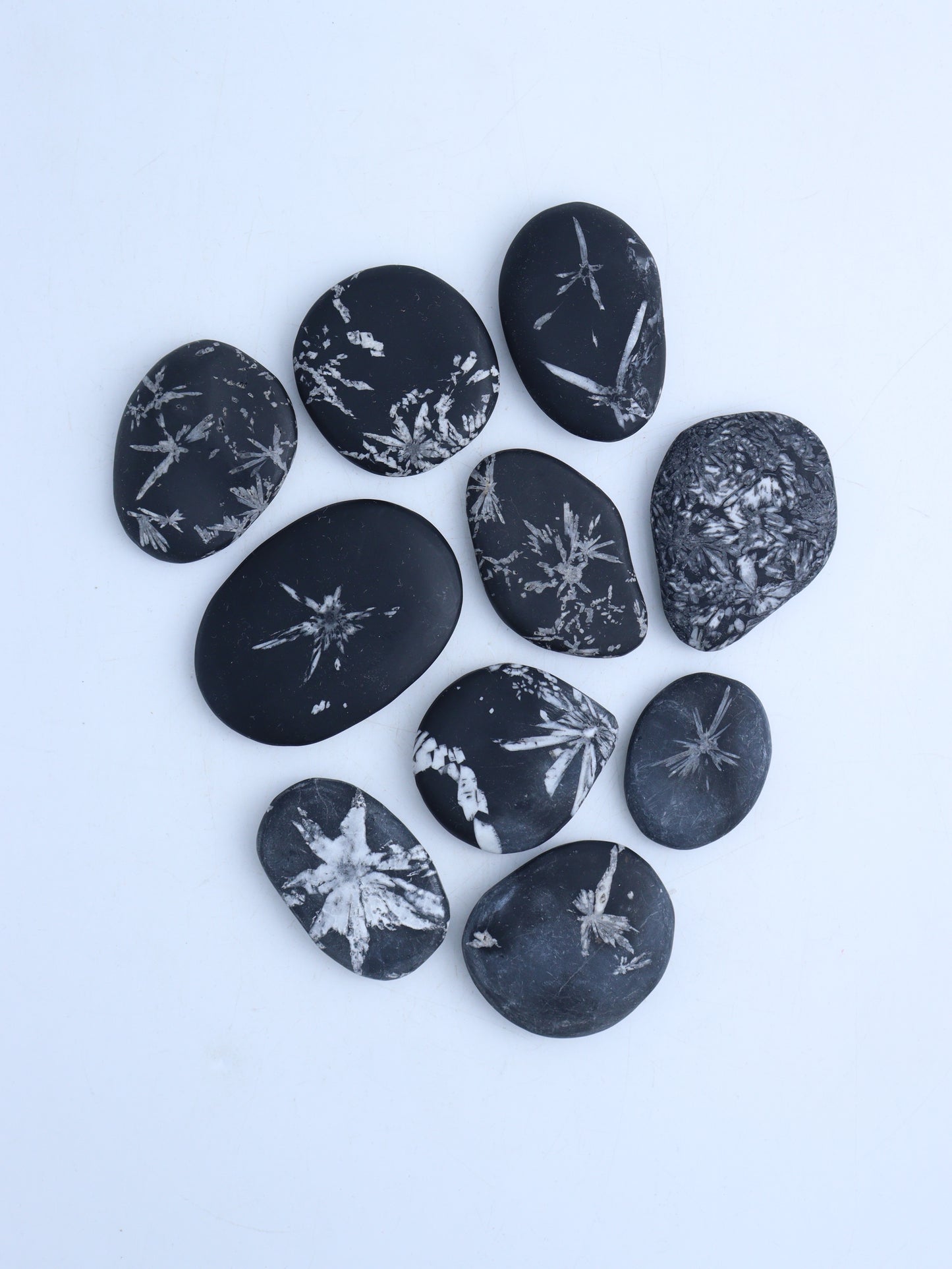 Chrysanthemum Stone Palm Stones - Expert Wholesale and Supplier of Wholesale Crystals & Bulk Gemstones, ["Fossil","Palm Stones"]