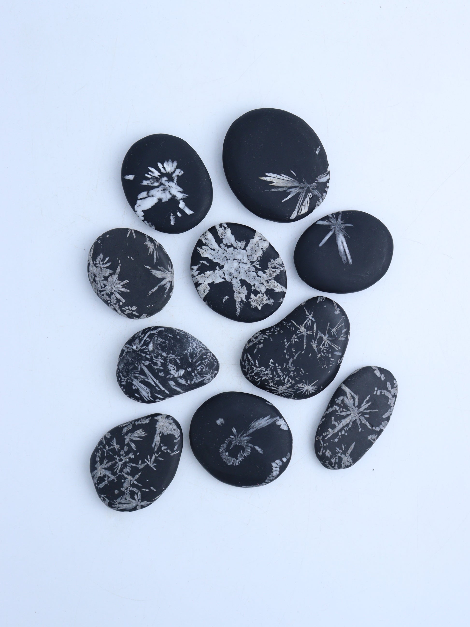 Chrysanthemum Stone Palm Stones - Expert Wholesale and Supplier of Wholesale Crystals & Bulk Gemstones, ["Fossil","Palm Stones"]