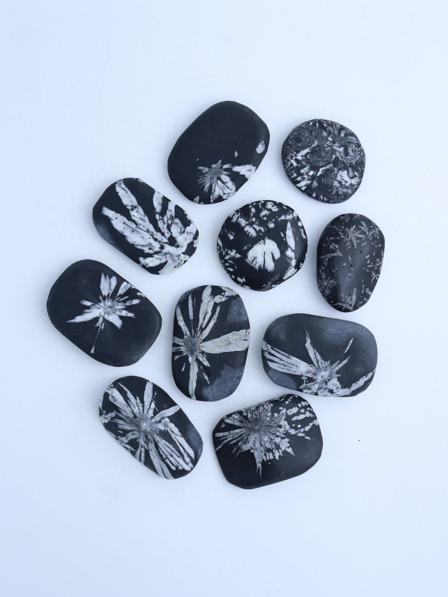 Chrysanthemum Stone Palm Stones - Expert Wholesale and Supplier of Wholesale Crystals & Bulk Gemstones, ["Fossil","Palm Stones"]