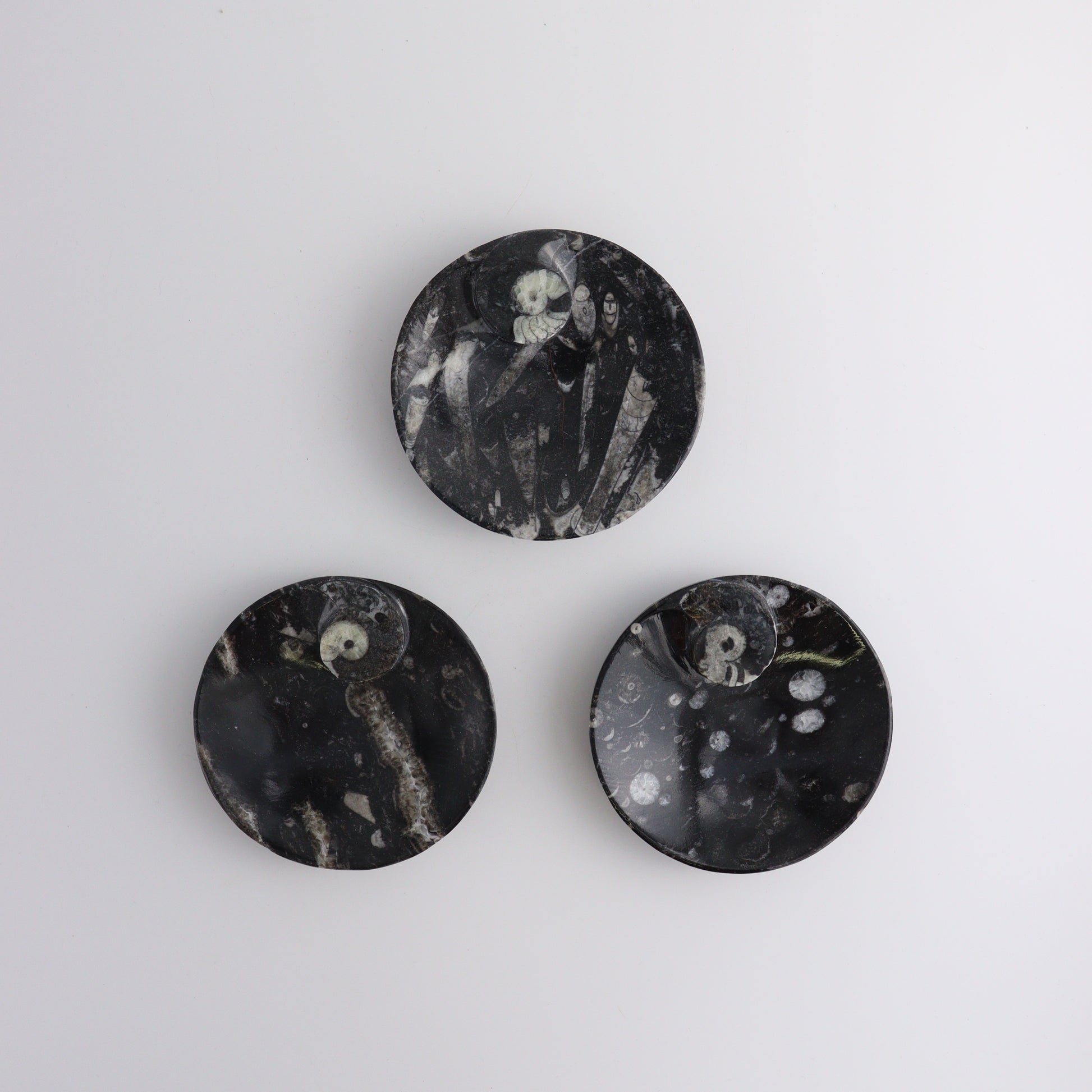 Fossil Soap Dish - Expert Wholesale and Supplier of Wholesale Crystals & Bulk Gemstones, ["Bowls","Fossil","Morocco"]