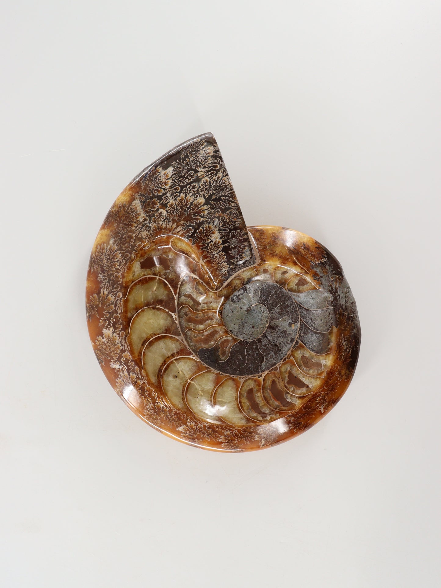 Ammonite Bowl - Expert Wholesale and Supplier of Wholesale Crystals & Bulk Gemstones, []