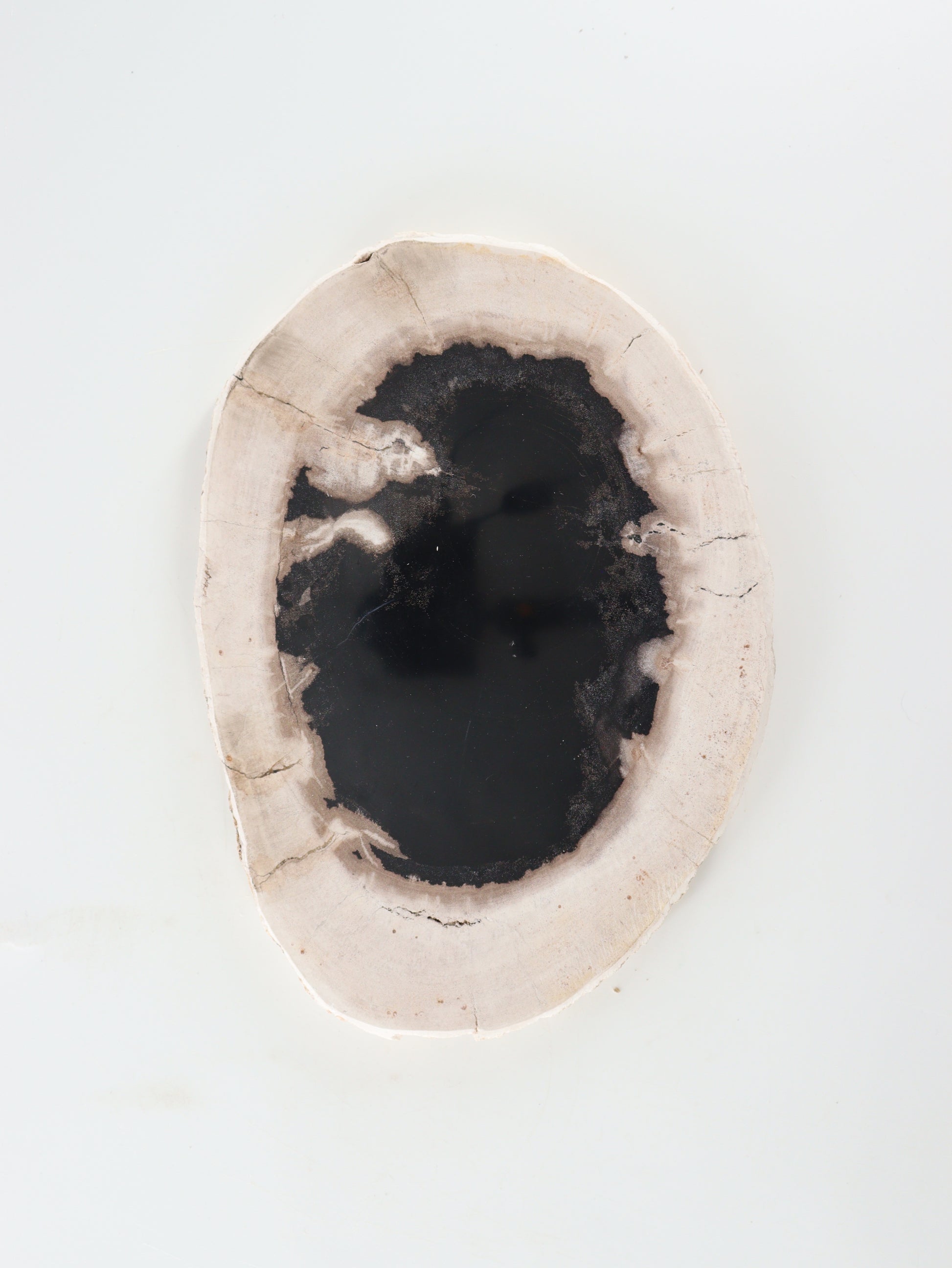 Petrified Wood Slice and Slab - Expert Wholesale and Supplier of Wholesale Crystals & Bulk Gemstones, []