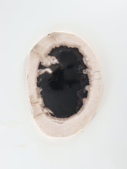 Petrified Wood Slice and Slab - Expert Wholesale and Supplier of Wholesale Crystals & Bulk Gemstones, []