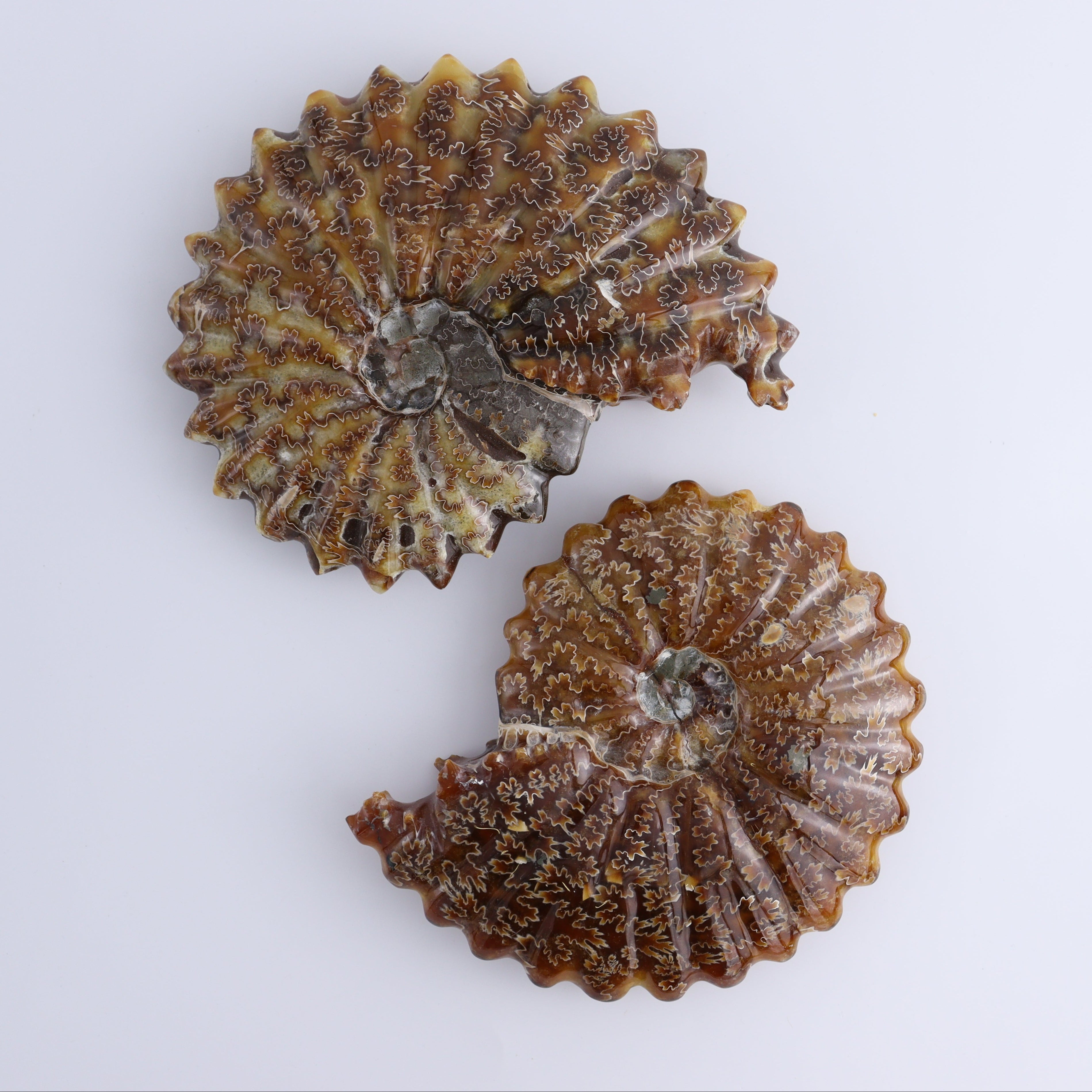 Ammonite Shell Carving Set of 2 – Mi Esperanza Minerals