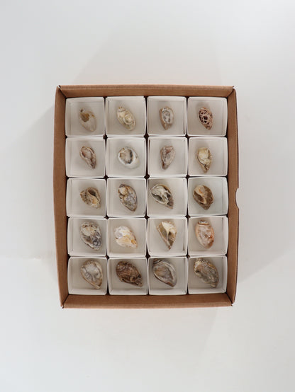 Fossil Shell Flat Set of 20 - Expert Wholesale and Supplier of Wholesale Crystals & Bulk Gemstones, []