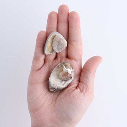 Crystalized Shells Set of 15