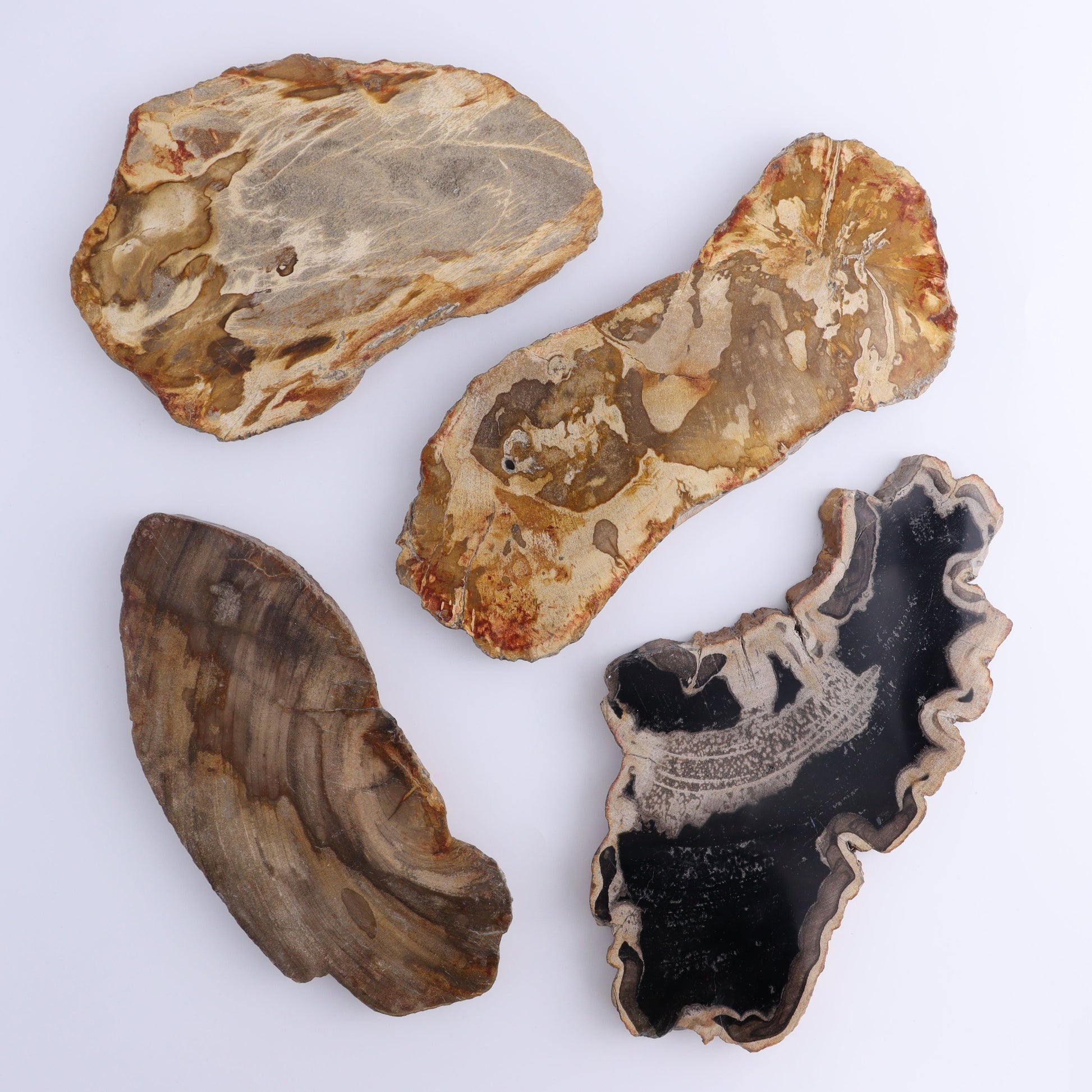 Petrified Wood Slices & Slabs Set of 4 - Expert Wholesale and Supplier of Wholesale Crystals & Bulk Gemstones, ["Freeforms","Indonesia","Petrified Wood","Slices and Slabs"]