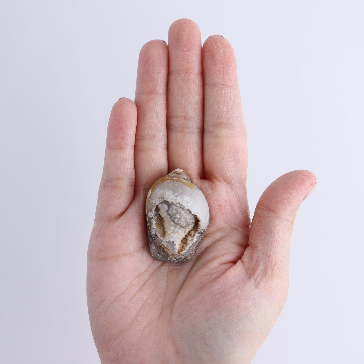 Crystalized Shells Set of 12 - Expert Wholesale and Supplier of Wholesale Crystals & Bulk Gemstones, ["Crystalized Shell","India","shell","shells"]