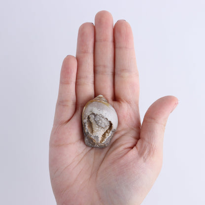 Crystalized Shells Set of 12 - Expert Wholesale and Supplier of Wholesale Crystals & Bulk Gemstones, ["Crystalized Shell","India","shell","shells"]