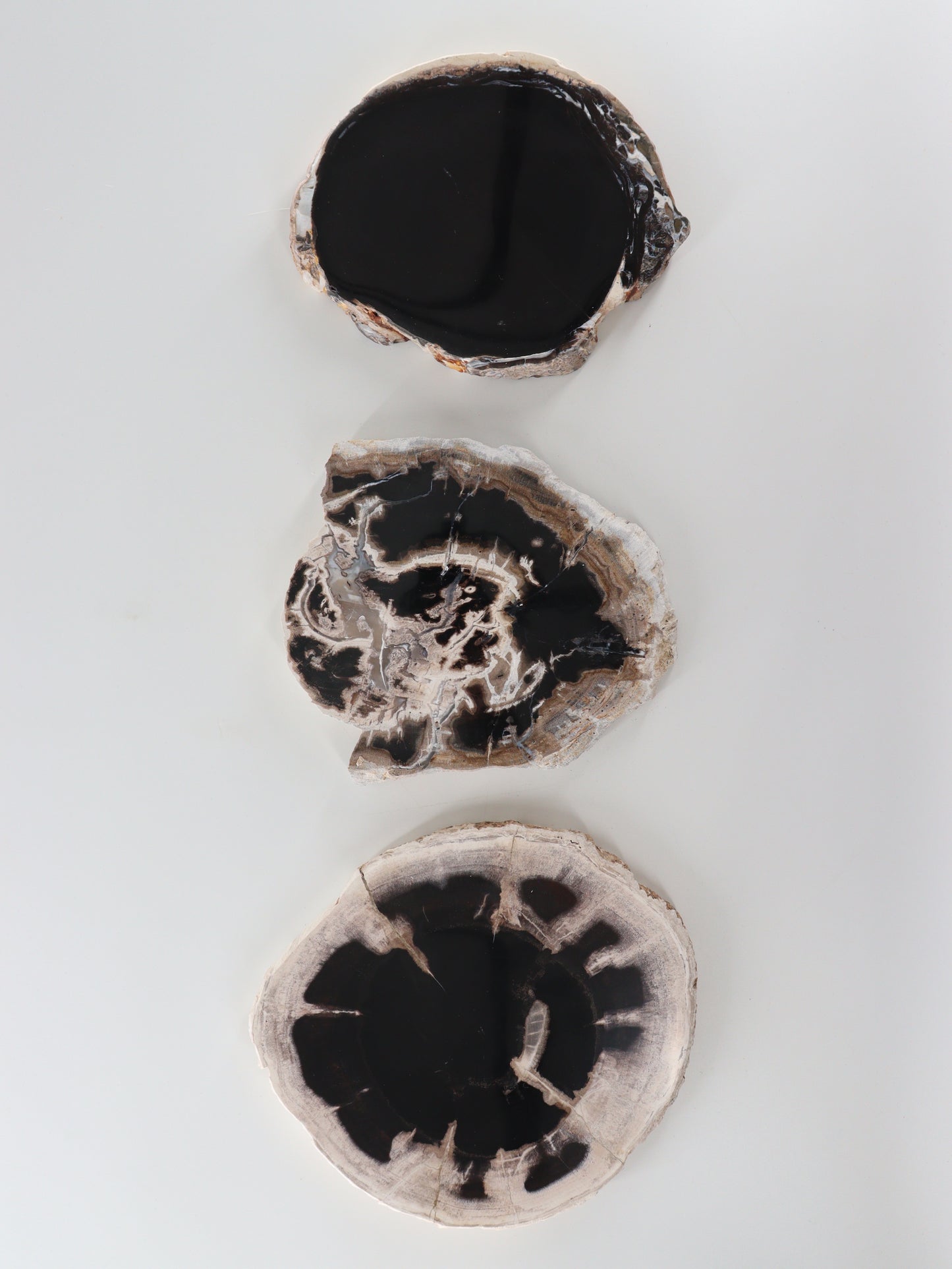 Petrified Wood Slices and Slabs Set of 3 - Expert Wholesale and Supplier of Wholesale Crystals & Bulk Gemstones, []