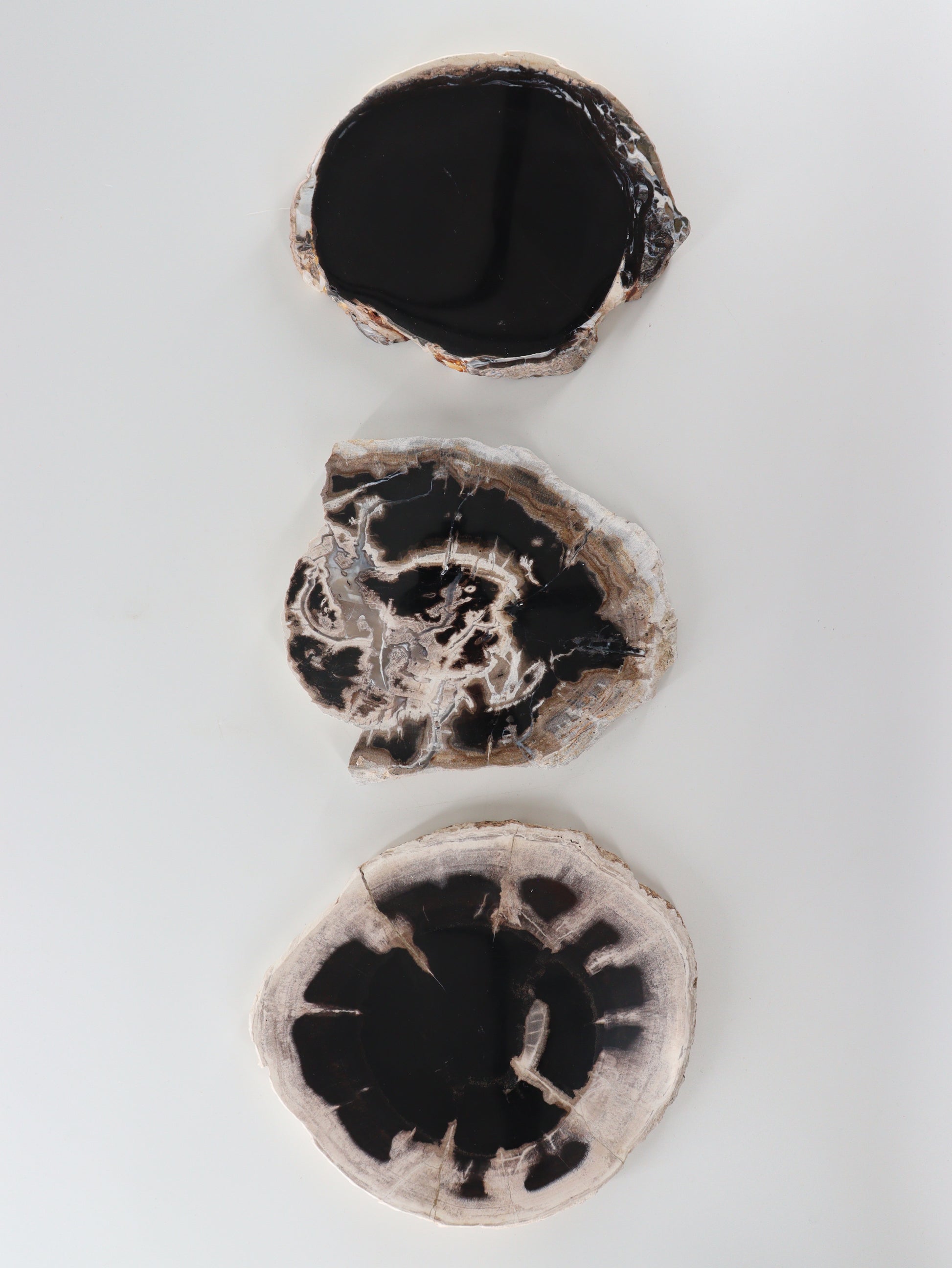 Petrified Wood Slices and Slabs Set of 3 - Expert Wholesale and Supplier of Wholesale Crystals & Bulk Gemstones, []
