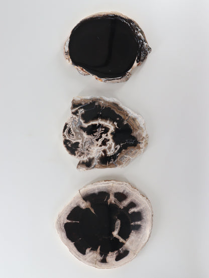 Petrified Wood Slices and Slabs Set of 3 - Expert Wholesale and Supplier of Wholesale Crystals & Bulk Gemstones, []