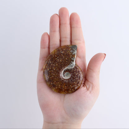 Ammonite Shells Set of 5