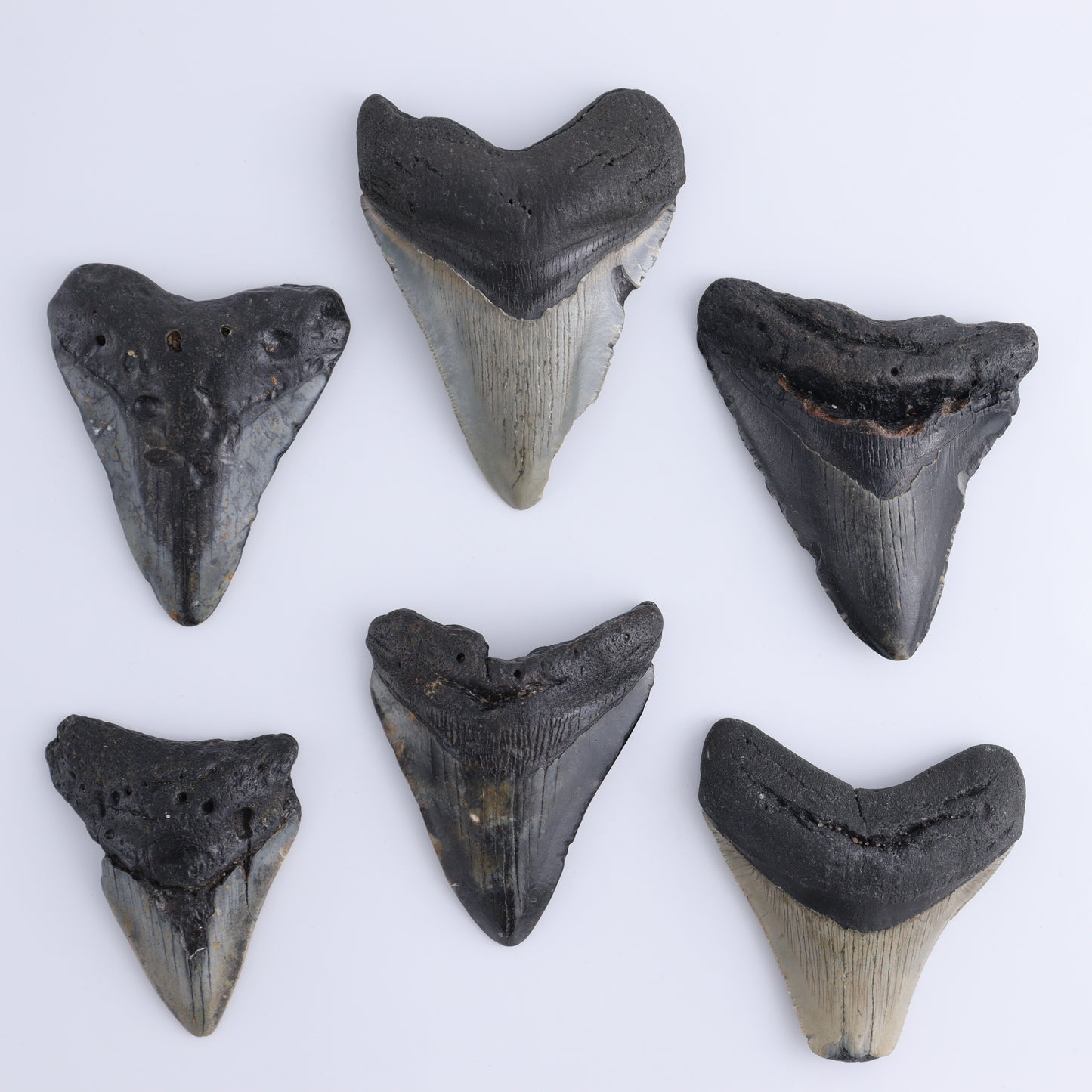 Megalodon Teeth Set of 6 - Expert Wholesale and Supplier of Wholesale Crystals & Bulk Gemstones, ["Megalodon Teeth","United States"]