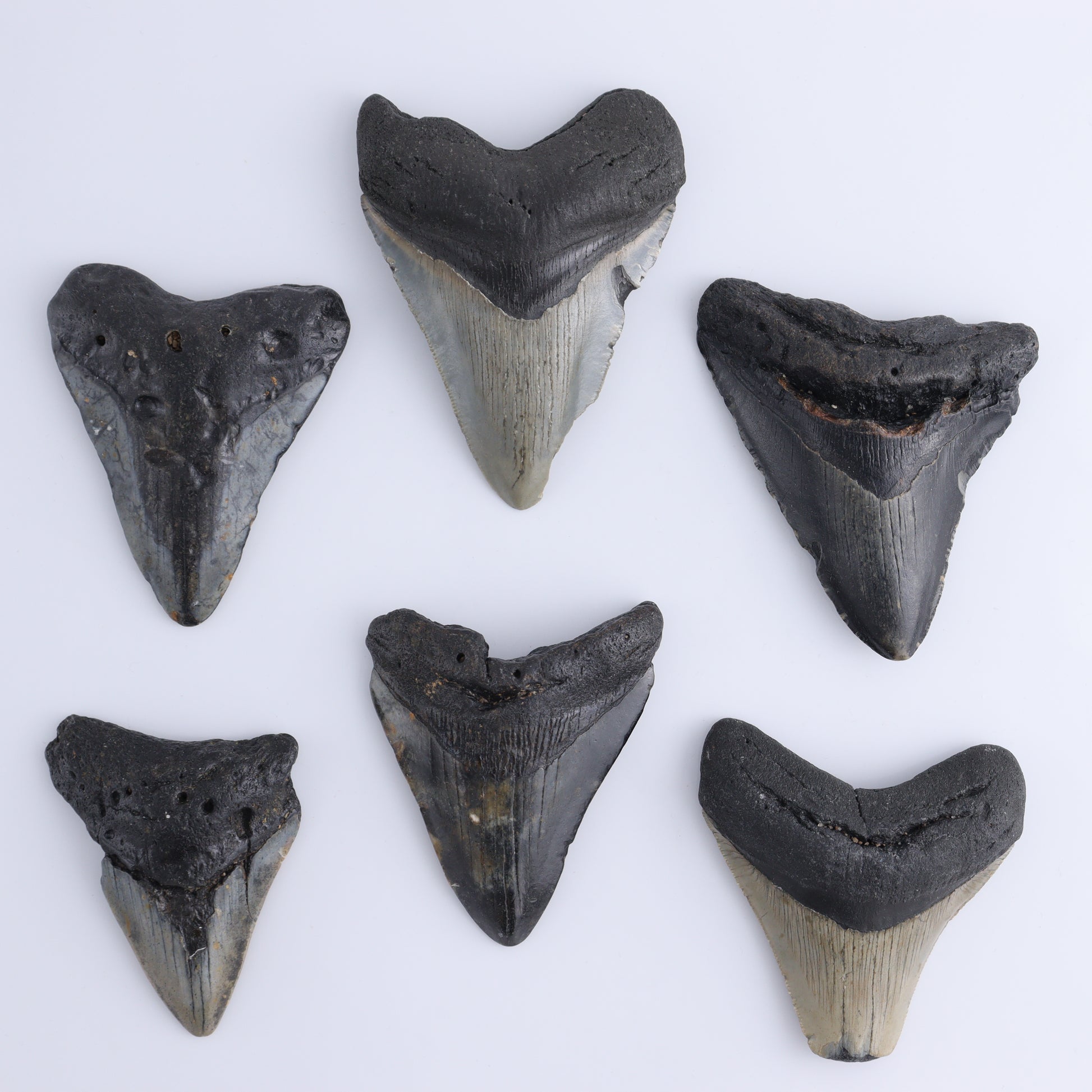 Megalodon Teeth Set of 6 - Expert Wholesale and Supplier of Wholesale Crystals & Bulk Gemstones, ["Megalodon Teeth","United States"]