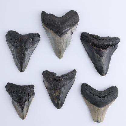 Megalodon Teeth Set of 6 - Expert Wholesale and Supplier of Wholesale Crystals & Bulk Gemstones, ["Megalodon Teeth","United States"]