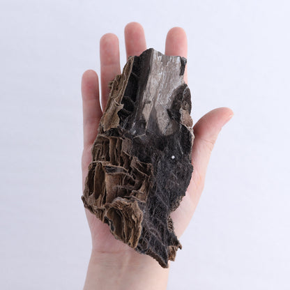 Permineralized Wood Flat of 5 - Expert Wholesale and Supplier of Wholesale Crystals & Bulk Gemstones, ["Indonesia","Permineralized Wood"]