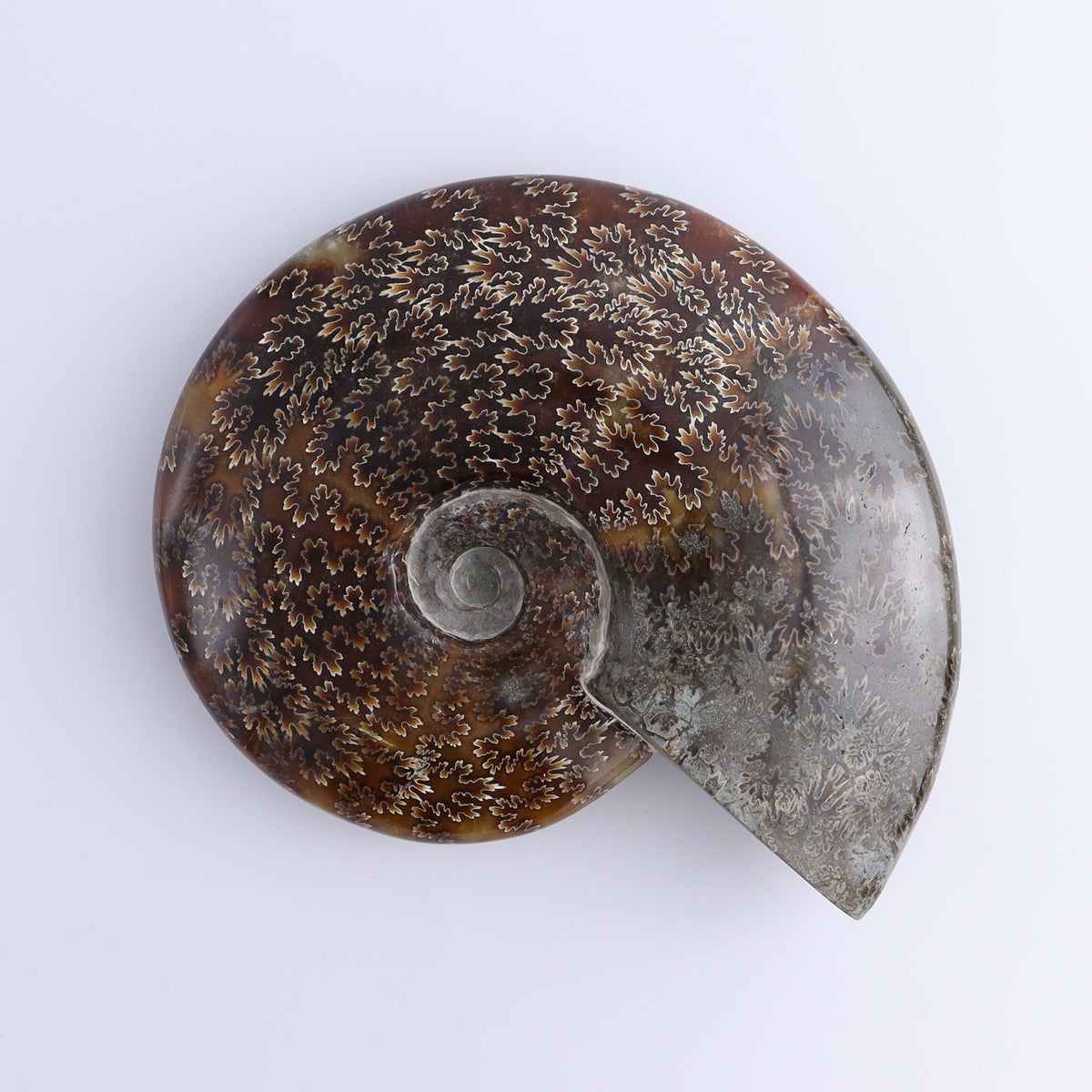 Amenite Shell Ammonite Shell – Mi Esperanza Minerals