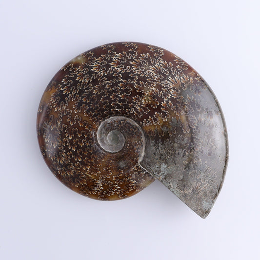 Ammonite Shell - Expert Wholesale and Supplier of Wholesale Crystals & Bulk Gemstones, ["Ammonite","Madagascar","shells"]