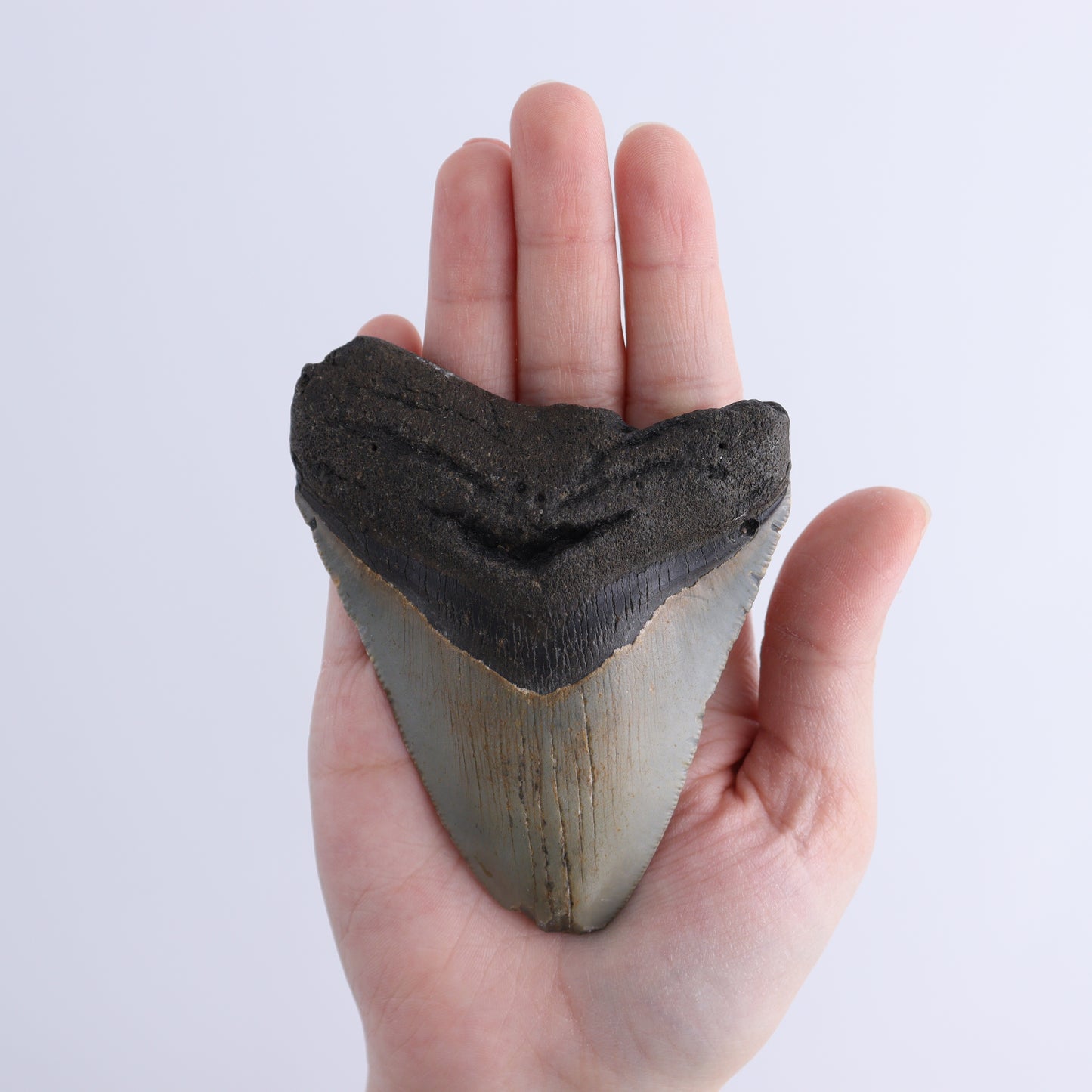 Megalodon Teeth Set of 2 - Expert Wholesale and Supplier of Wholesale Crystals & Bulk Gemstones, ["Megalodon Teeth","United States"]