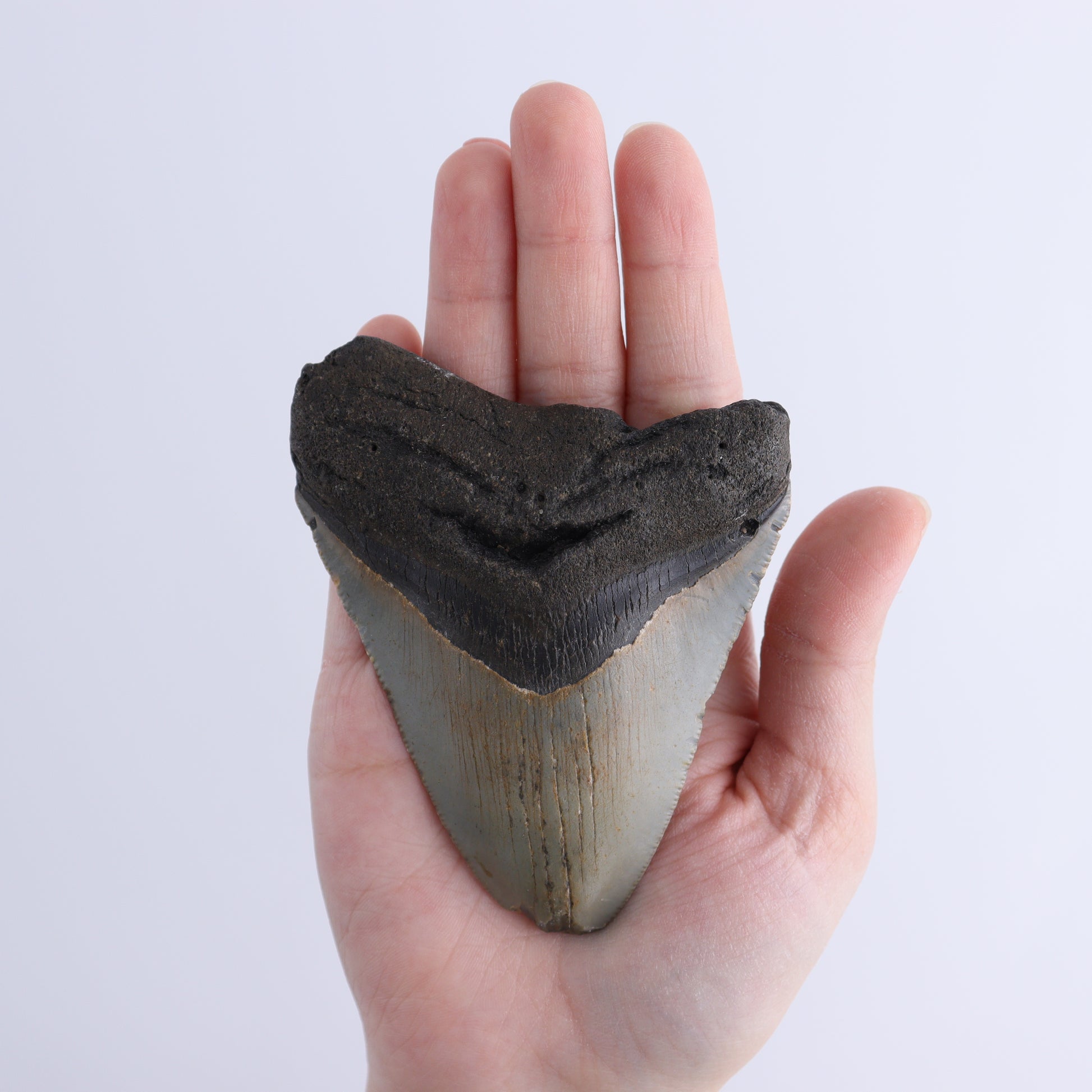 Megalodon Teeth Set of 2 - Expert Wholesale and Supplier of Wholesale Crystals & Bulk Gemstones, ["Megalodon Teeth","United States"]