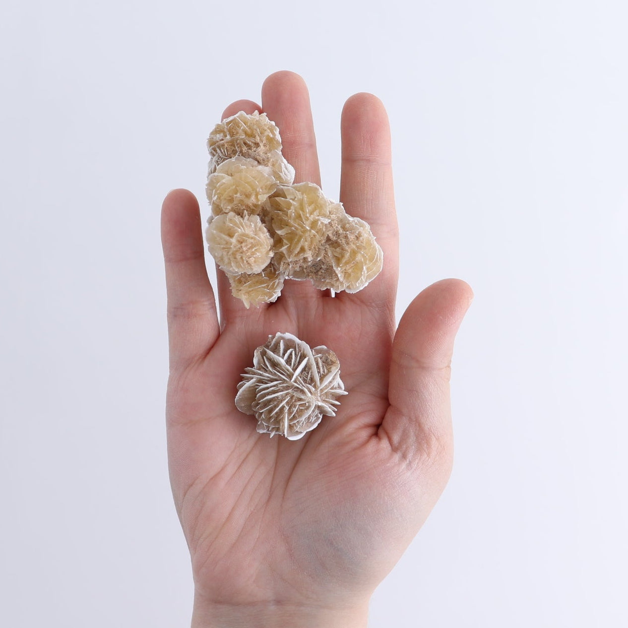 Desert Rose Flat