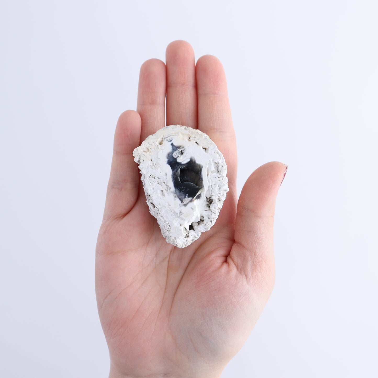 Agatized Coral Flat - Expert Wholesale and Supplier of Wholesale Crystals & Bulk Gemstones, ["Agate","Agatized Coral","Coral","United States"]