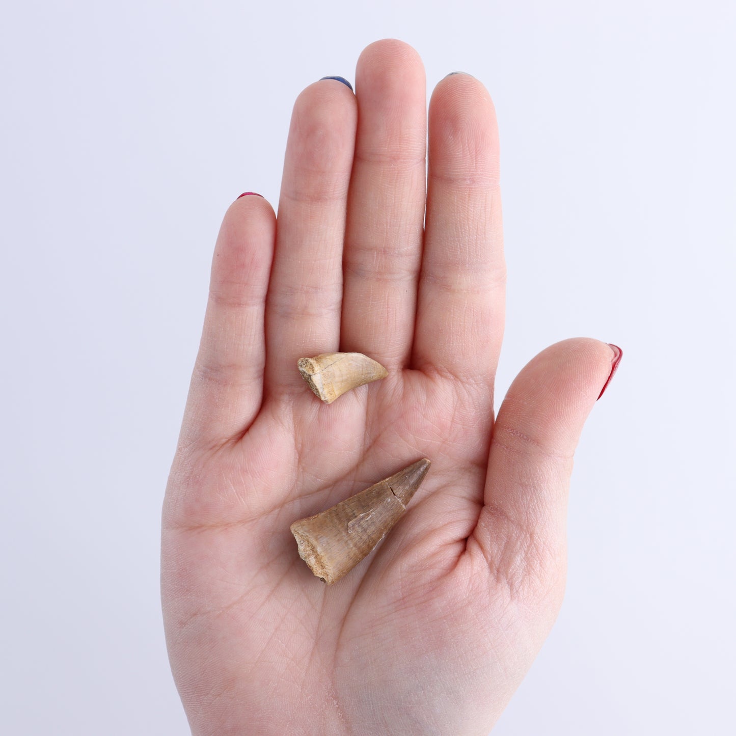 Mosasaur Teeth Set of 54 (Repaired) - Expert Wholesale and Supplier of Wholesale Crystals & Bulk Gemstones, ["Morocco","Mosasaur Teeth"]