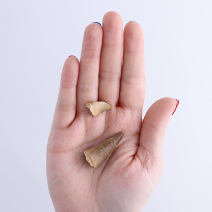 Mosasaur Teeth Set of 54 (Repaired) - Expert Wholesale and Supplier of Wholesale Crystals & Bulk Gemstones, ["Morocco","Mosasaur Teeth"]
