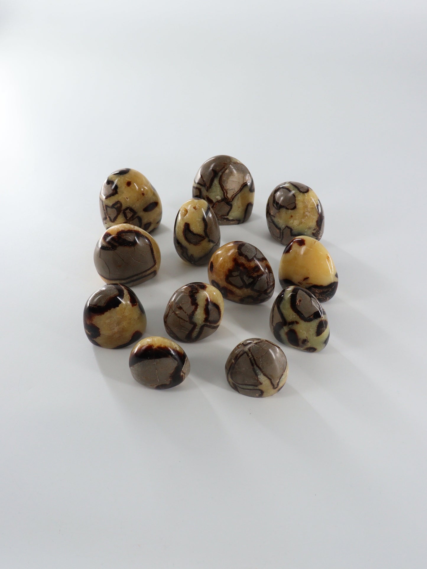 Septarian Freeforms Set of 12 - Expert Wholesale and Supplier of Wholesale Crystals & Bulk Gemstones, []