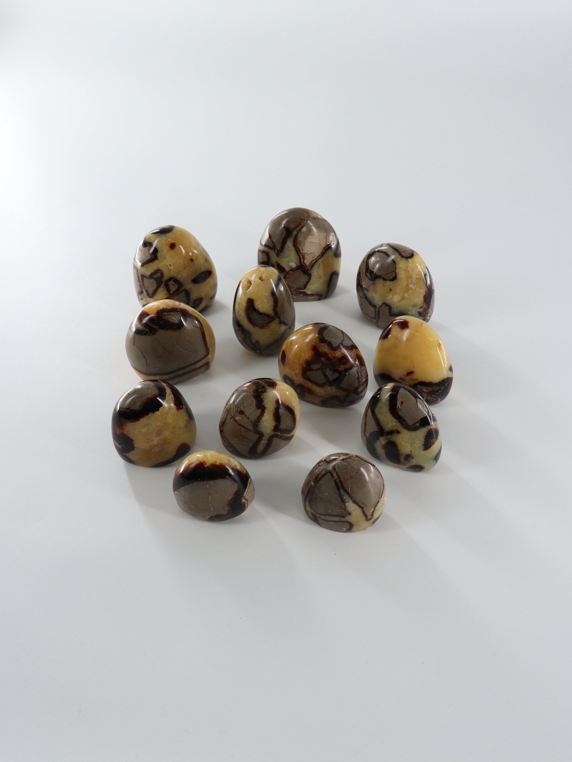 Septarian Freeforms Set of 12 - Expert Wholesale and Supplier of Wholesale Crystals & Bulk Gemstones, []
