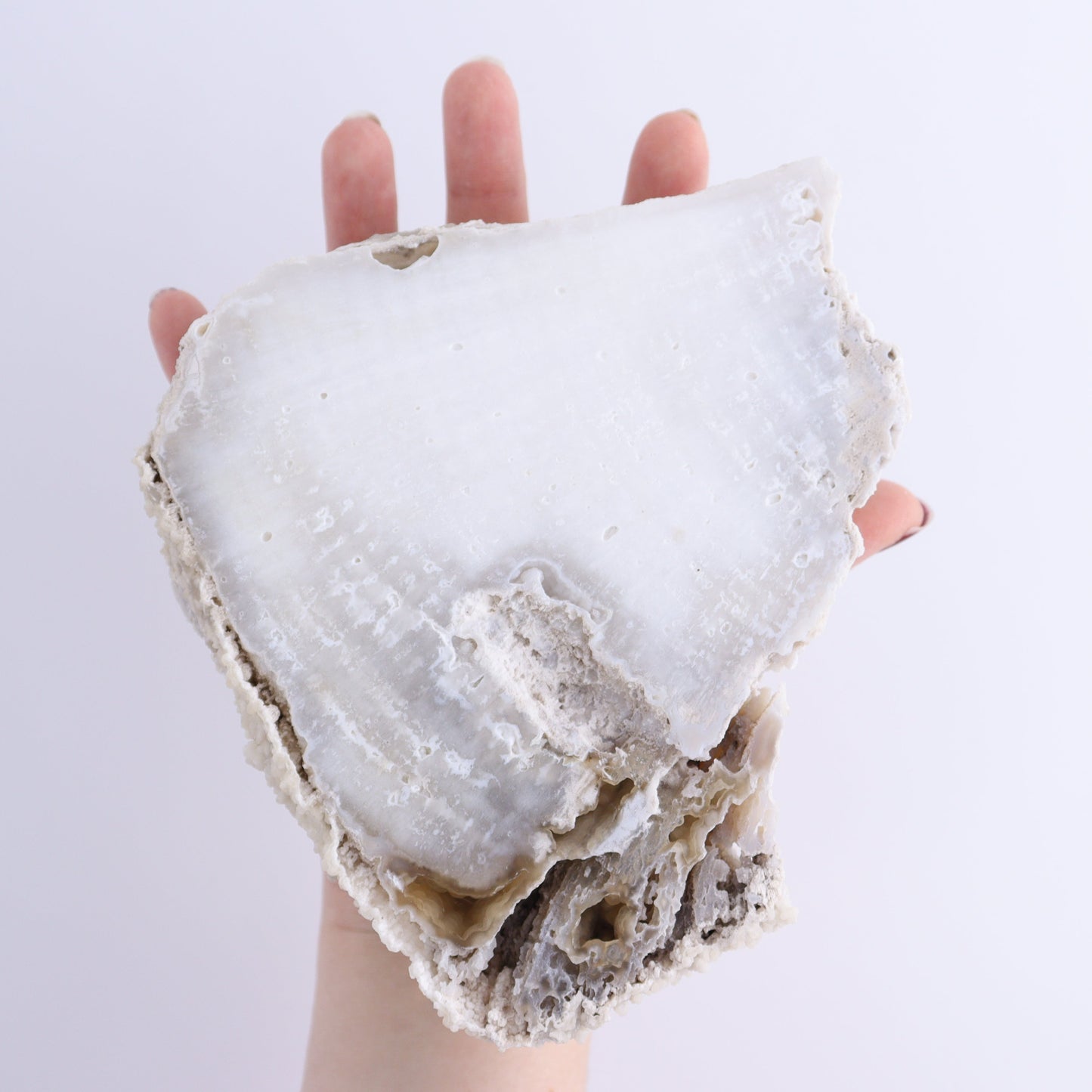 Agatized Coral Flat - Expert Wholesale and Supplier of Wholesale Crystals & Bulk Gemstones, ["Agate","Agatized Coral","Coral","United States"]
