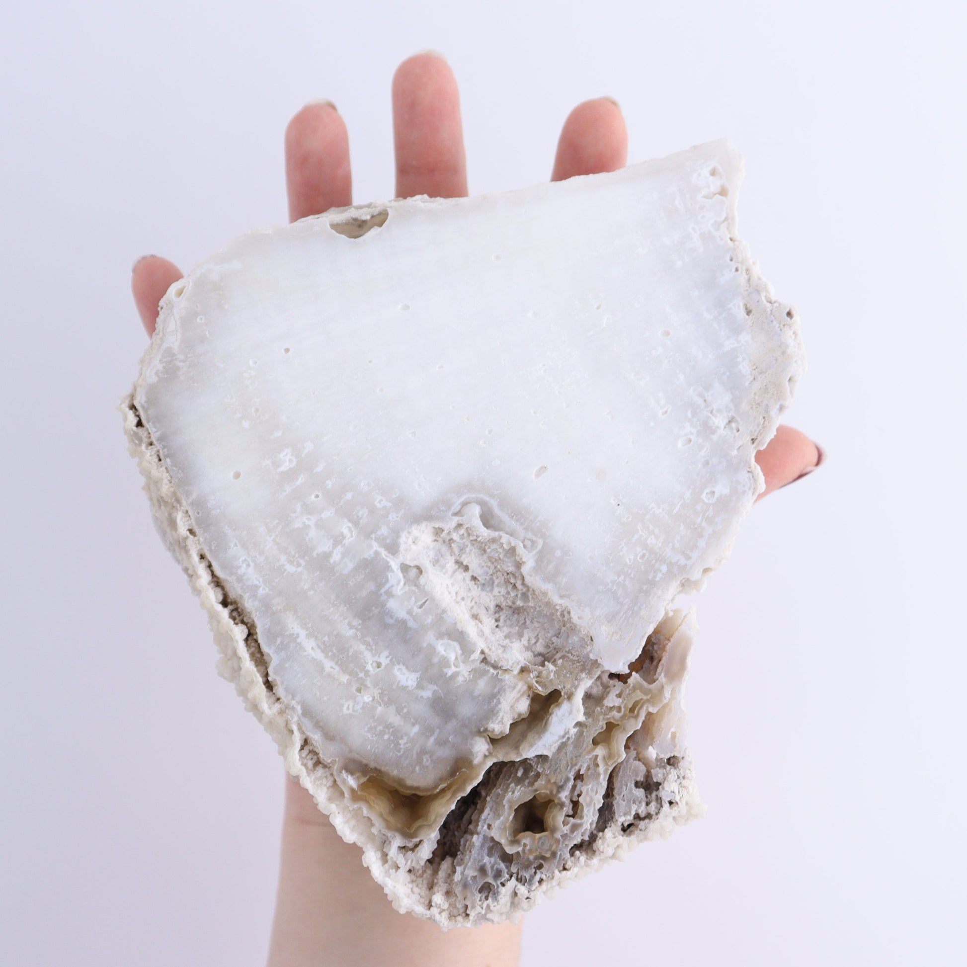 Agatized Coral Flat - Expert Wholesale and Supplier of Wholesale Crystals & Bulk Gemstones, ["Agate","Agatized Coral","Coral","United States"]