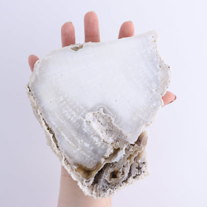 Agatized Coral Flat - Expert Wholesale and Supplier of Wholesale Crystals & Bulk Gemstones, ["Agate","Agatized Coral","Coral","United States"]