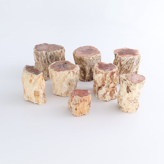 Petrified Wood Cut Bases Set of 8