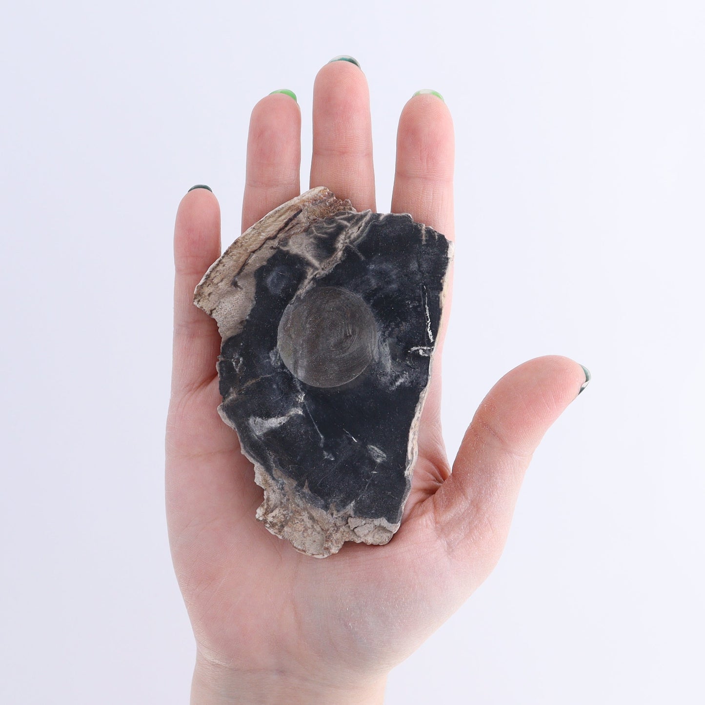 Petrified Wood Sphere Holders Set of 5 - Expert Wholesale and Supplier of Wholesale Crystals & Bulk Gemstones, ["Petrified Wood","sphere holder"]