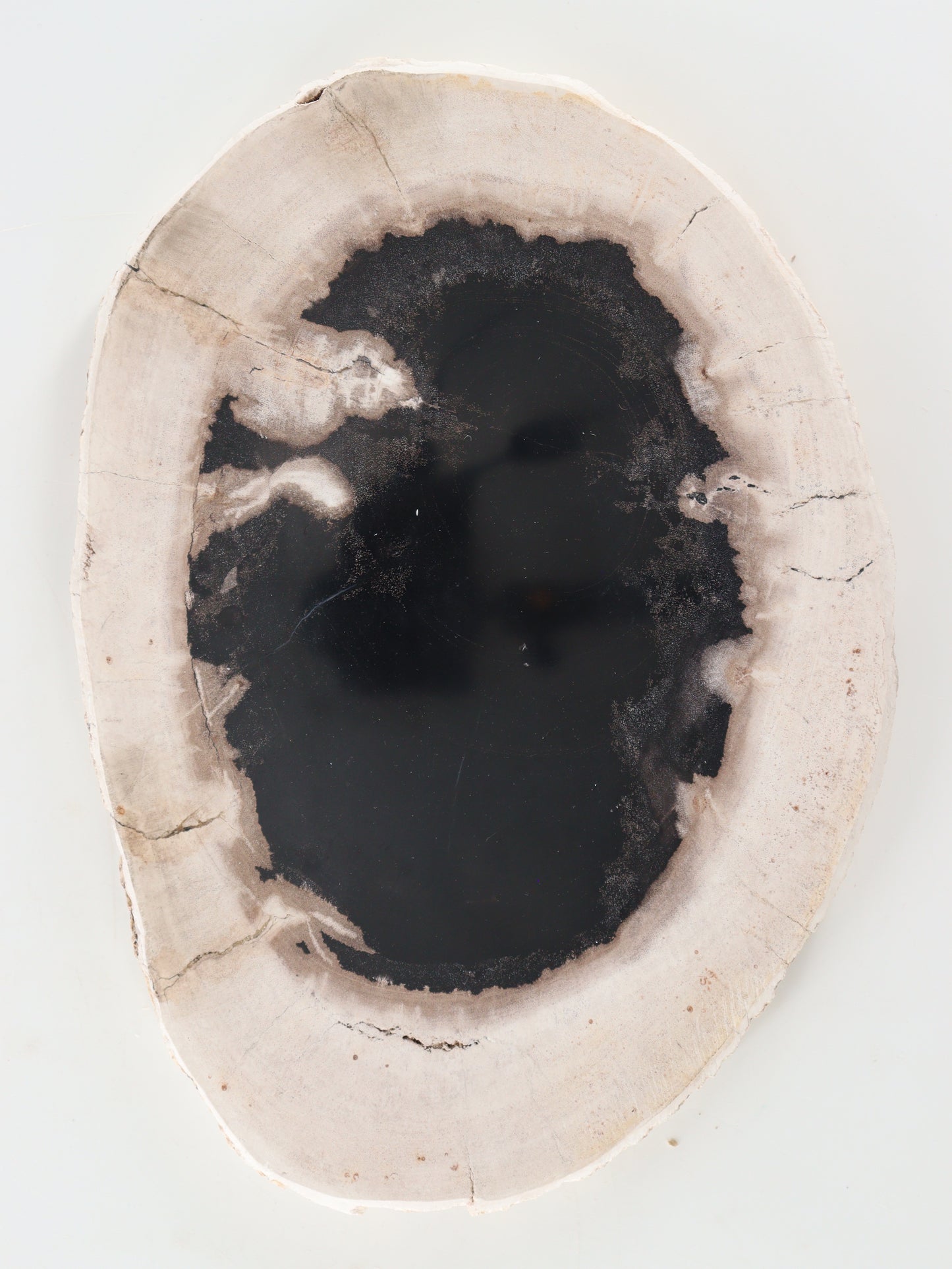 Petrified Wood Slice and Slab - Expert Wholesale and Supplier of Wholesale Crystals & Bulk Gemstones, []