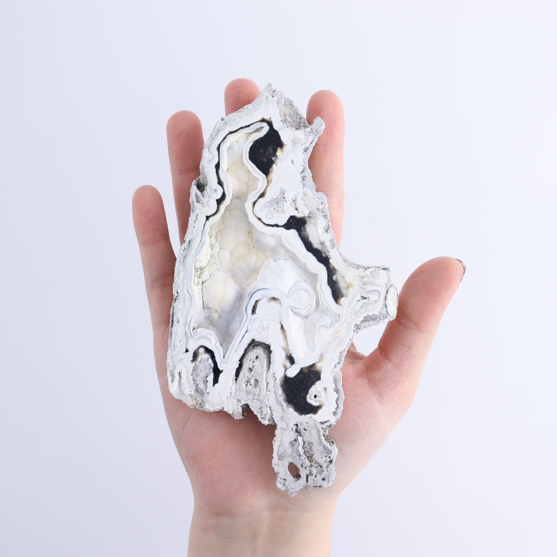 Agatized Coral Flat - Expert Wholesale and Supplier of Wholesale Crystals & Bulk Gemstones, ["Agate","Agatized Coral","Coral","United States"]