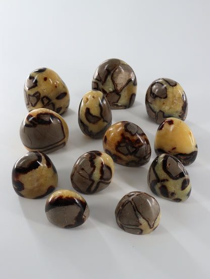 Septarian Freeforms Set of 12 - Expert Wholesale and Supplier of Wholesale Crystals & Bulk Gemstones, []