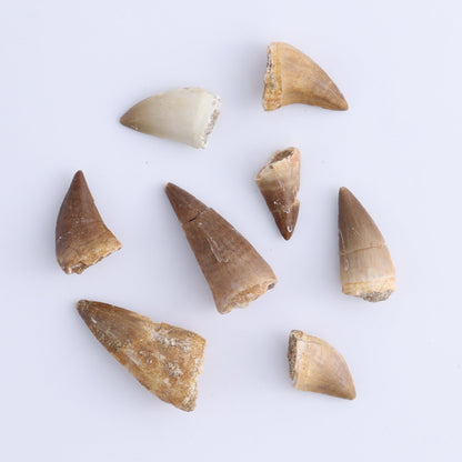 Mosasaur Teeth Set of 54 (Repaired) - Expert Wholesale and Supplier of Wholesale Crystals & Bulk Gemstones, ["Morocco","Mosasaur Teeth"]