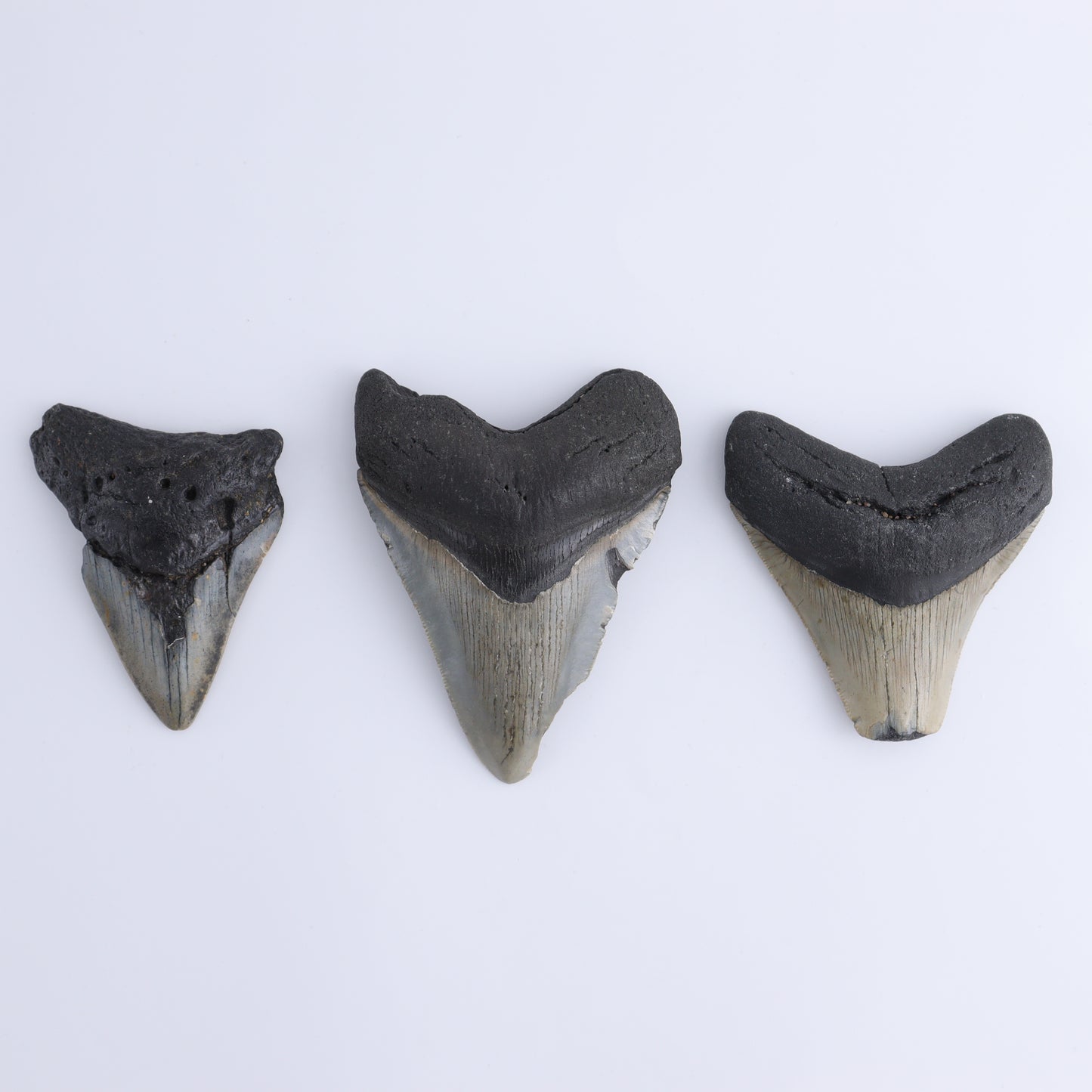 Megalodon Teeth Set of 6 - Expert Wholesale and Supplier of Wholesale Crystals & Bulk Gemstones, ["Megalodon Teeth","United States"]